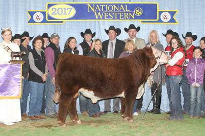 Grand Champion Polled Bull - click to enlarge