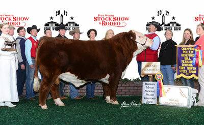 Grand Champion Polled Bull - click to enlarge
