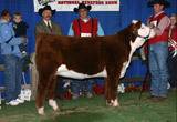 C Miss Nitro 9152 - Res. Champion Polled Heifer at Reno