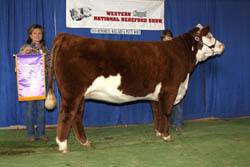 Reserve Champion Heifer - Junior Show - Click to enlarge