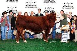 Grand Champion Bull - CLICK to enlarge