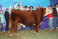 Grand Champion Horned Bull - Click to enlarge