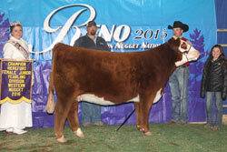 Champion Junior Yearling Female - Click to enlarge