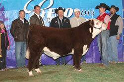 Reserve Grand Champion Polled Bull - Click to enlarge