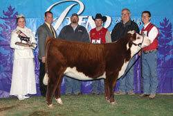 Grand Champion Horned Female - Click to enlarge