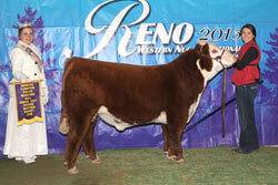 Reserve Champion Polled Junior Bull Calf - click to enlarge