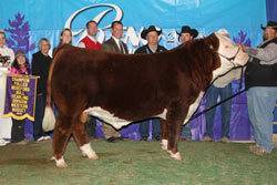 Grand Champion Polled Bull - Click to enlarge