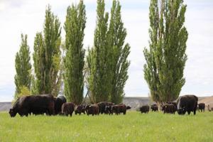 Colyer Angus cows and calves on green grass
