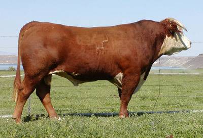 HH Advance 026K 1ET - Hereford Sire of Distinction