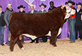 C GKB CIMMARON 3125 ET
