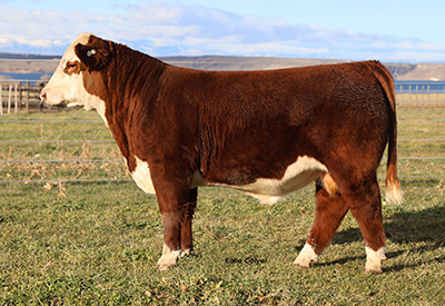 C Reign Maker 3210 ET - Click to enlarge