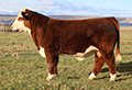 C Reign Maker 3210 ET - Click to enlarge