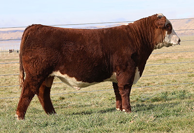 C HHR Pendleton ET - Click to enlarge