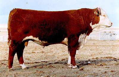 HH Advance 492D - Hereford Sire of Distinction