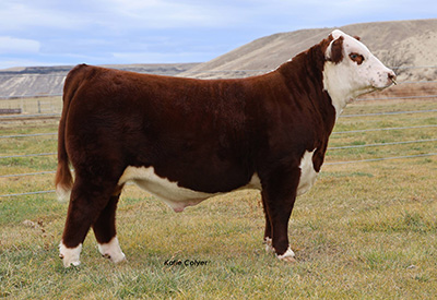 C Charlie Kirk 5141 - Click to enlarge
