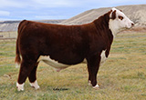 C Charlie Kirk 5141 - Click to enlarge