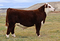 C CHARLIE KIRK 5141