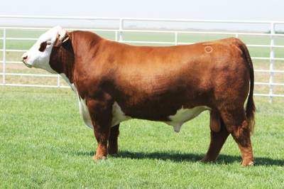 Grand Champion Polled Bull - click to enlarge