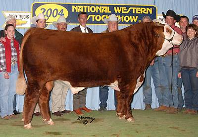 C Fantastic 2165 as 2004 National Champion Bull at Denver.