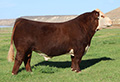 CC 133J 25K Lifetime 15M