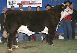 Nitro - 2009 Reno Reserve Grand Champion Bull