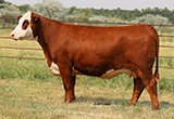 C 8140 Lady 7057 Hawk 1262 ET