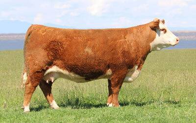 C 88X Ribeye Lady 2052