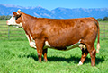 CHURCHILL LADY 