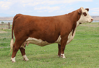 C 1015 BLAIR 3005 - Click to enlarge