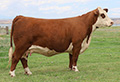 C 1015 Blair 3005 - Click to enlarge