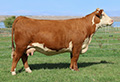 C 88X SANCHO LASS 3022