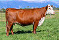 CHURCHILL LADY 3121L ET 