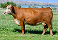 C 0114 LADY CUDA 3168