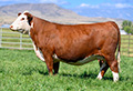 CHURCHILL LADY 3310L ET