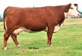 CL 1 Dominette 5142R - Dam of 860U