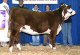 C Cowgirl 7030 ET - sired by Cowboy