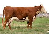 CJH L1 Dominette 717 - dam of HARLAND TOO