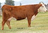 CL 1 Dominette 9140W - Dam of 105Y