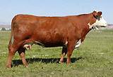 C 492D Ms Adv 96007 - dam of GAME DAY