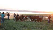 Enjoying the nice sunset and looking at cattle.