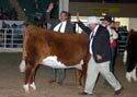 Lot 18 - Pick of 2012 Fall Calves - Click to enlarge