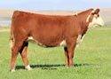 C R111 Ms Hereford 2088 ET - Click to enlarge