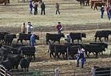 Angus bull pens.