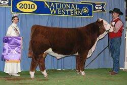 Colyer Herefords Cattle Show Results - Denver National Western Stock ...