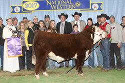 Grand Champion Polled Bull - Click to enlarge